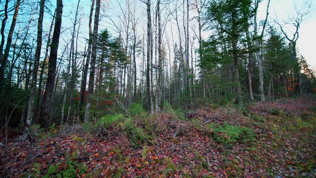 Lot 18 South Oakfield Road Houlton, ME 04730 - Photo 29 of 32 woodlot-maine-lake