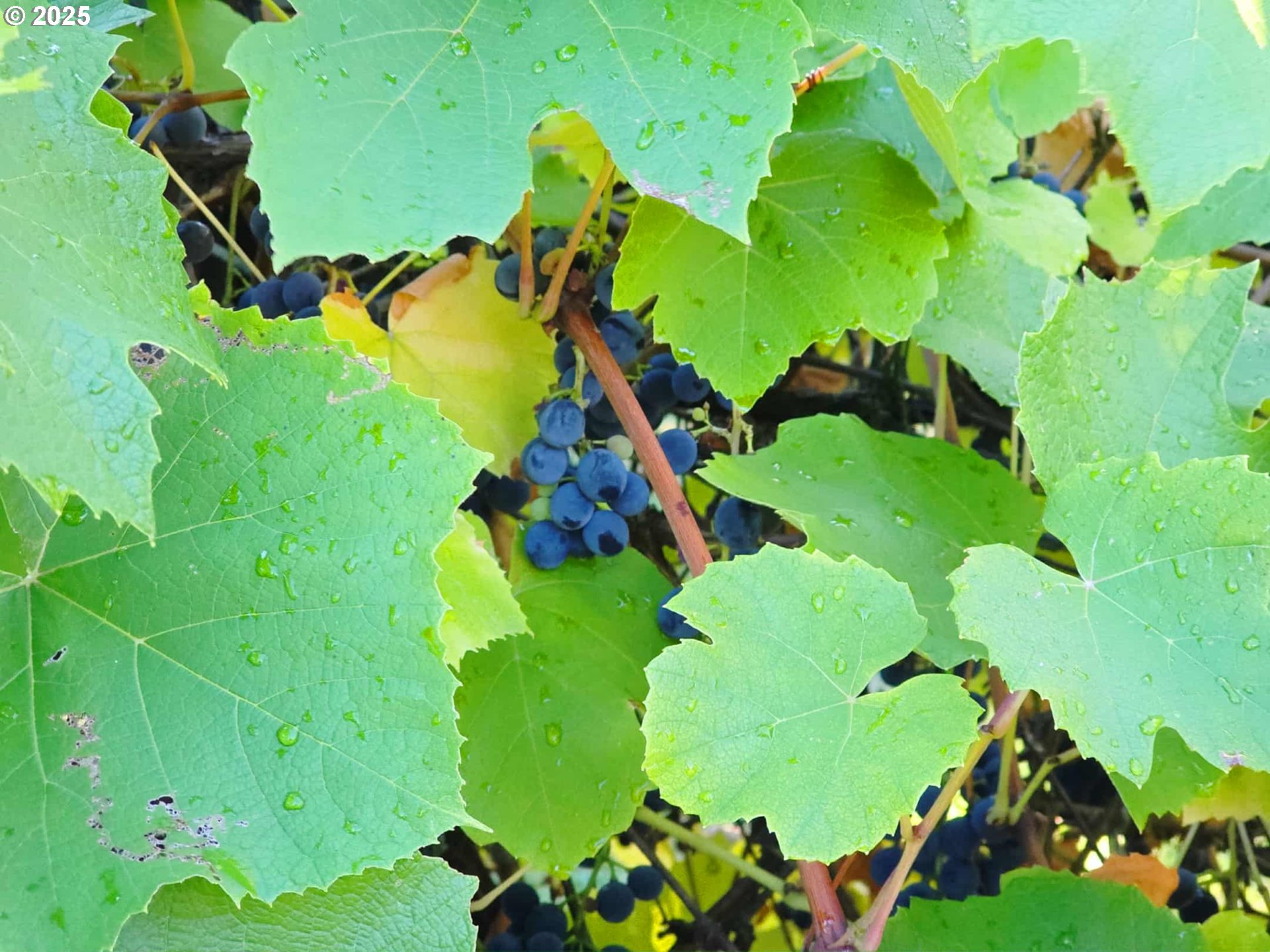 11910 Northeast Fremont Street Portland, OR 97220 - Photo 19 of 23 a view of banana tree