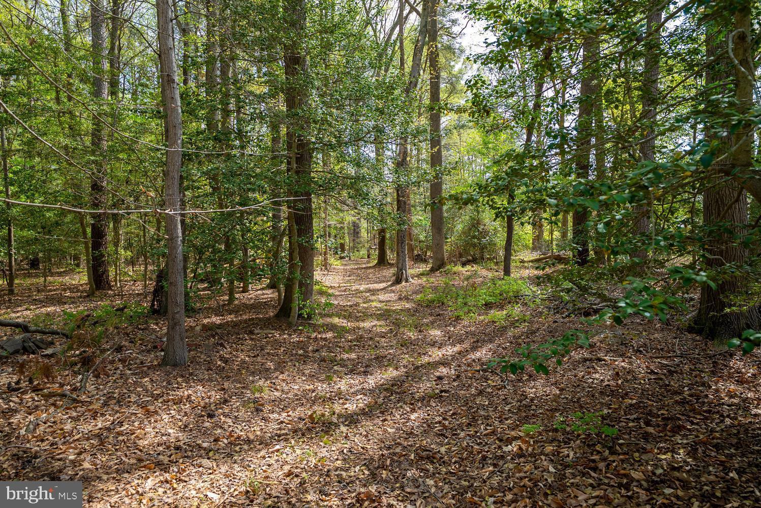 322 Deep Shore Road Denton, MD 21629 - Photo 17 of 63 Walking trail