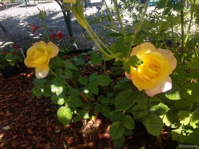 $485,000 | 15082 West 69th Place, Arvada, CO 80007