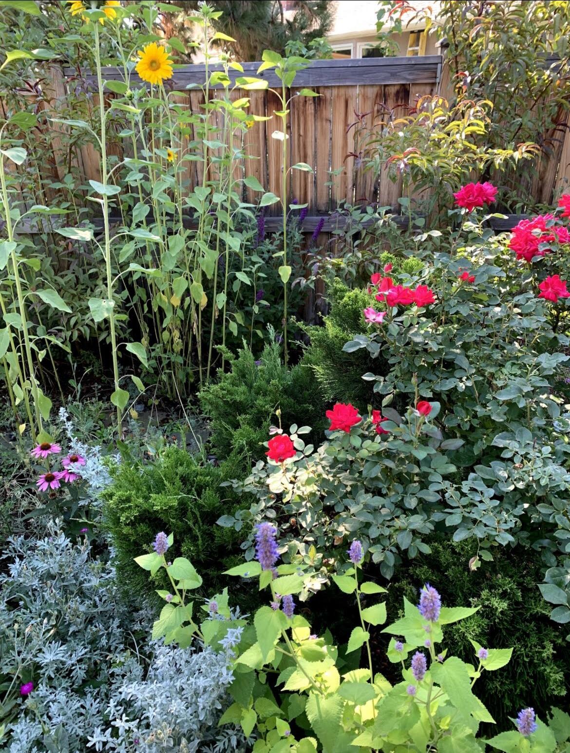 2900 Northeast Shepard Road Bend, OR 97701 - Photo 29 of 39 Summer perennial garden...