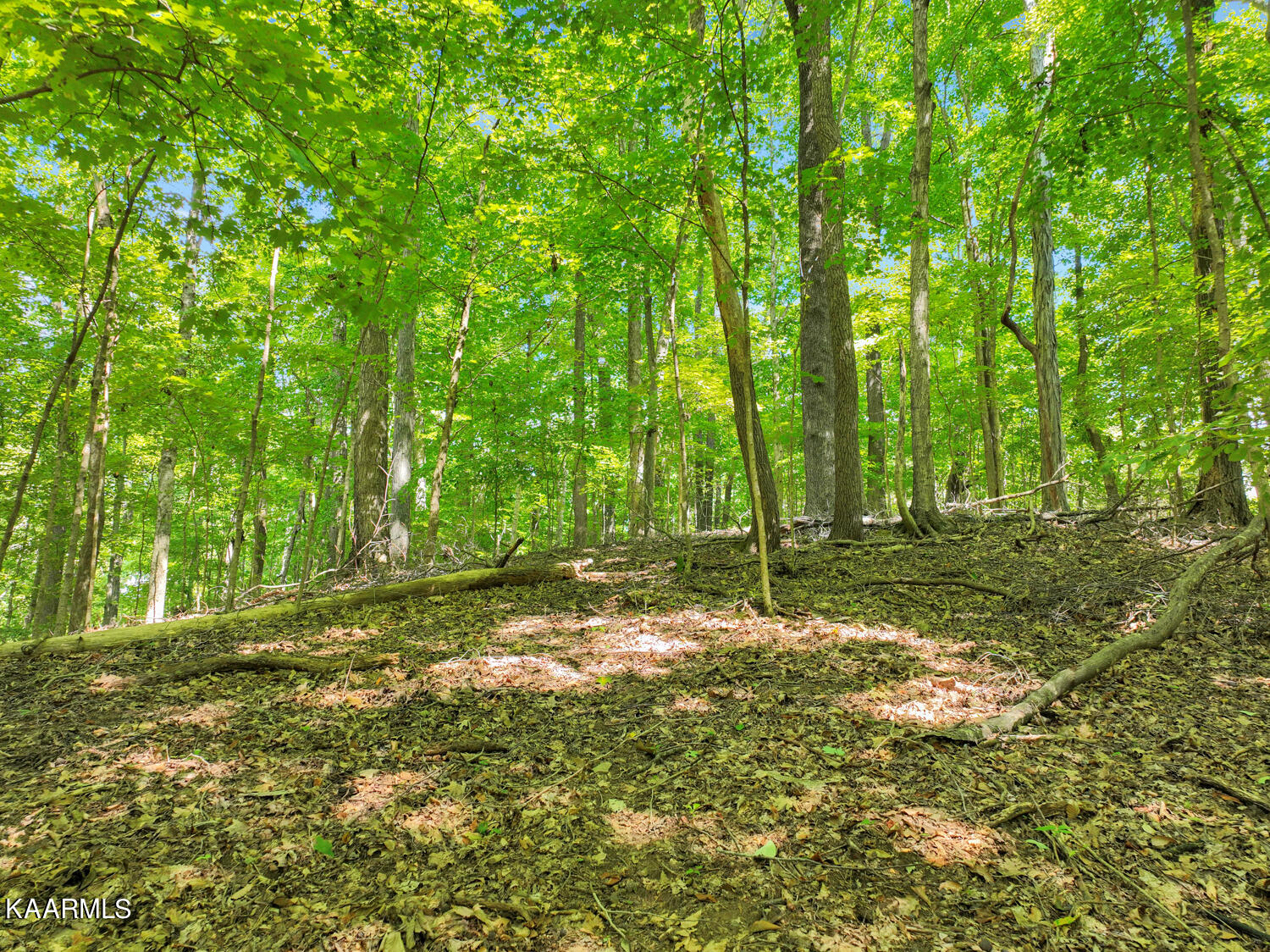 475 Kinniard Road Cookeville, TN 38501 - Photo 46 of 60 475KinniardRd28_1661266413540