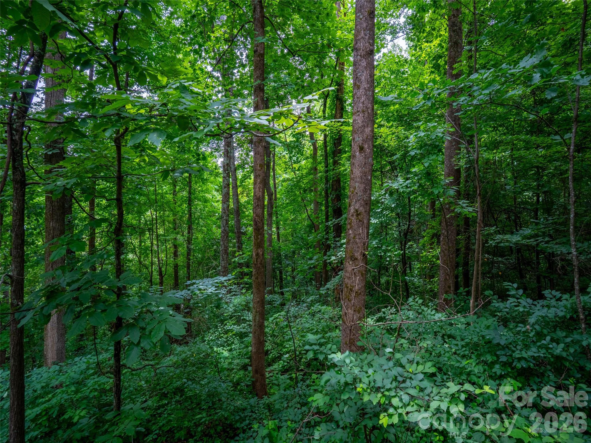 236 Nottingham Dr Mill Spring Mill Spring, NC 28756 - Photo 6 of 19