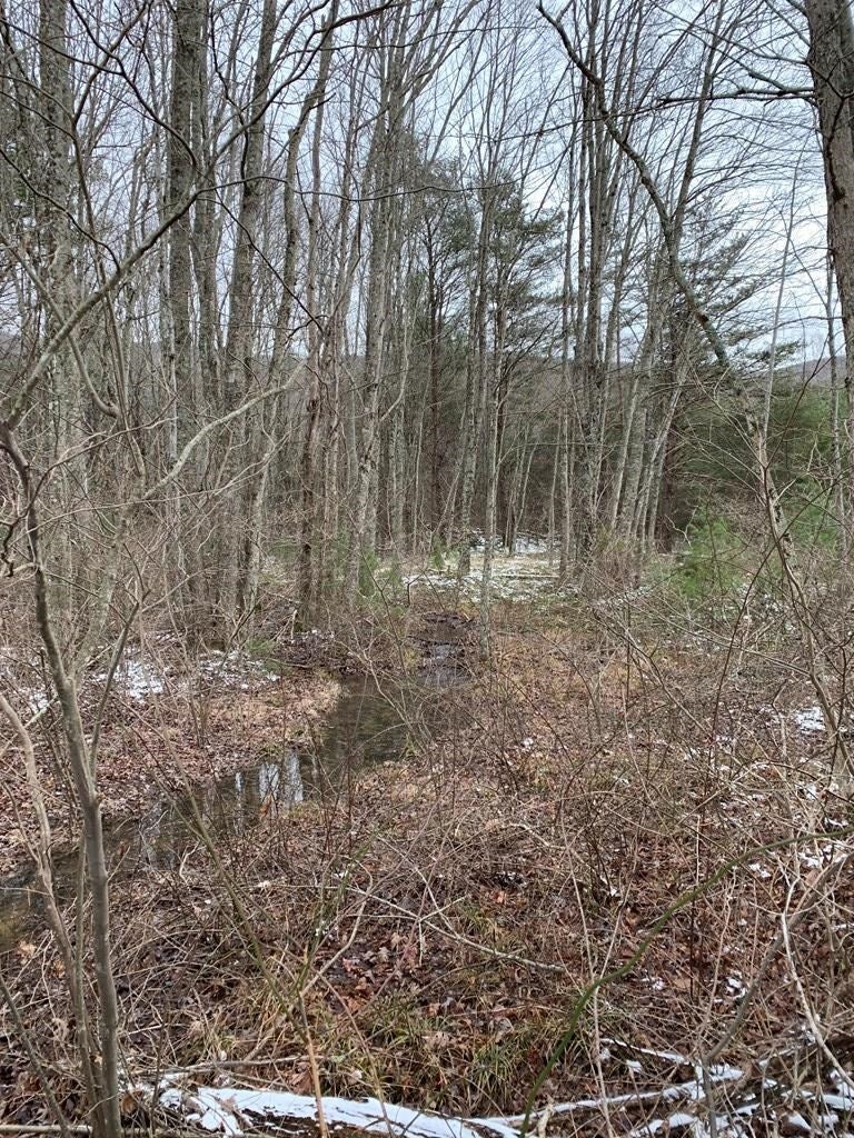 Tbd Tbd Grapefield Road Bastian, VA 24314 - Photo 39 of 39 Gallery Image 39