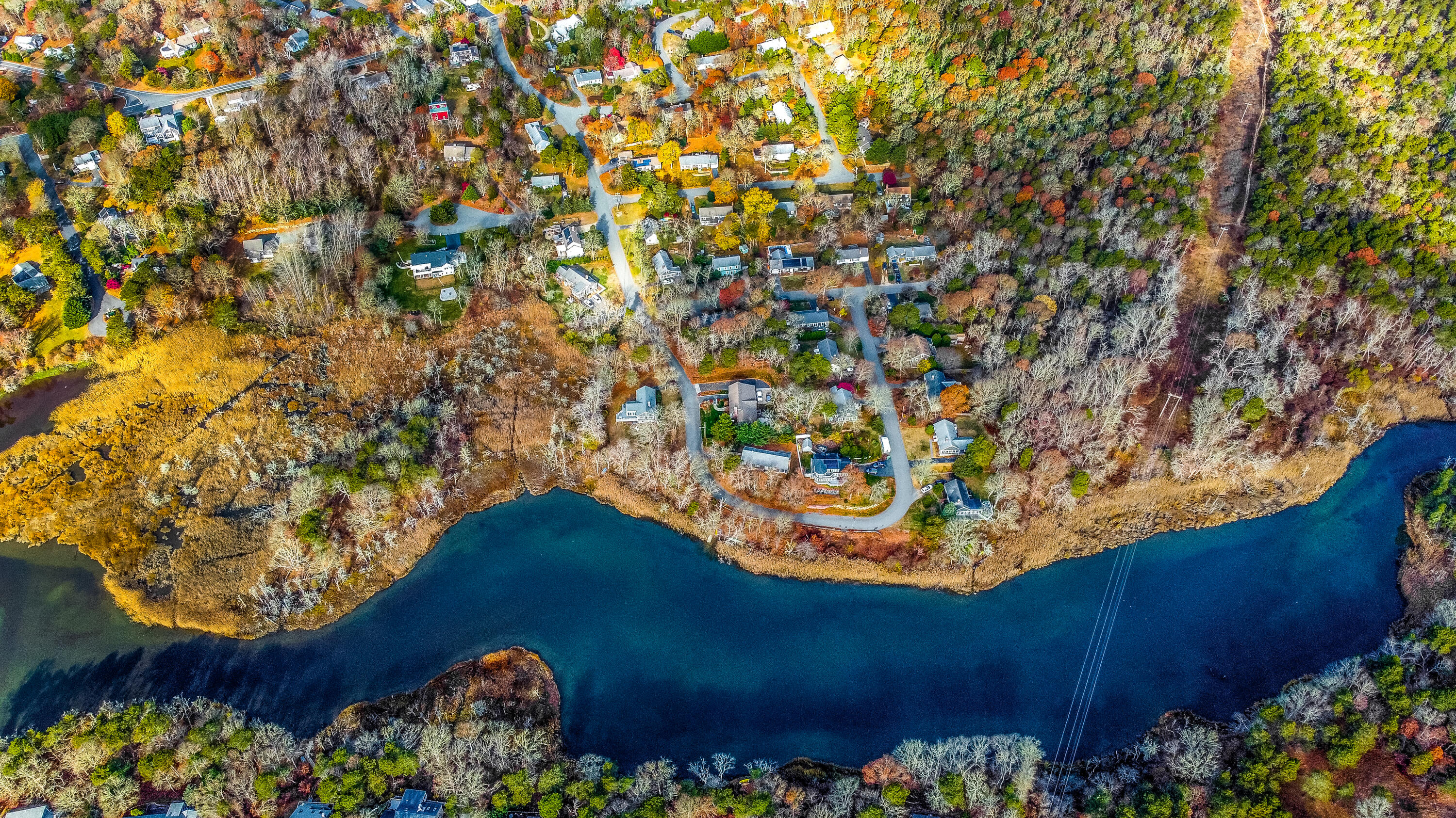 a view of plant in a garden
