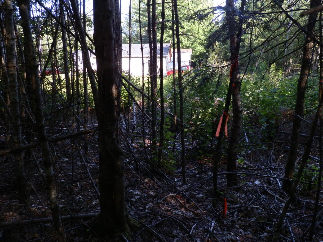 0 Cross Road Greenbush, ME 04418 - Photo 4 of 25 20190826190936348561000000-o