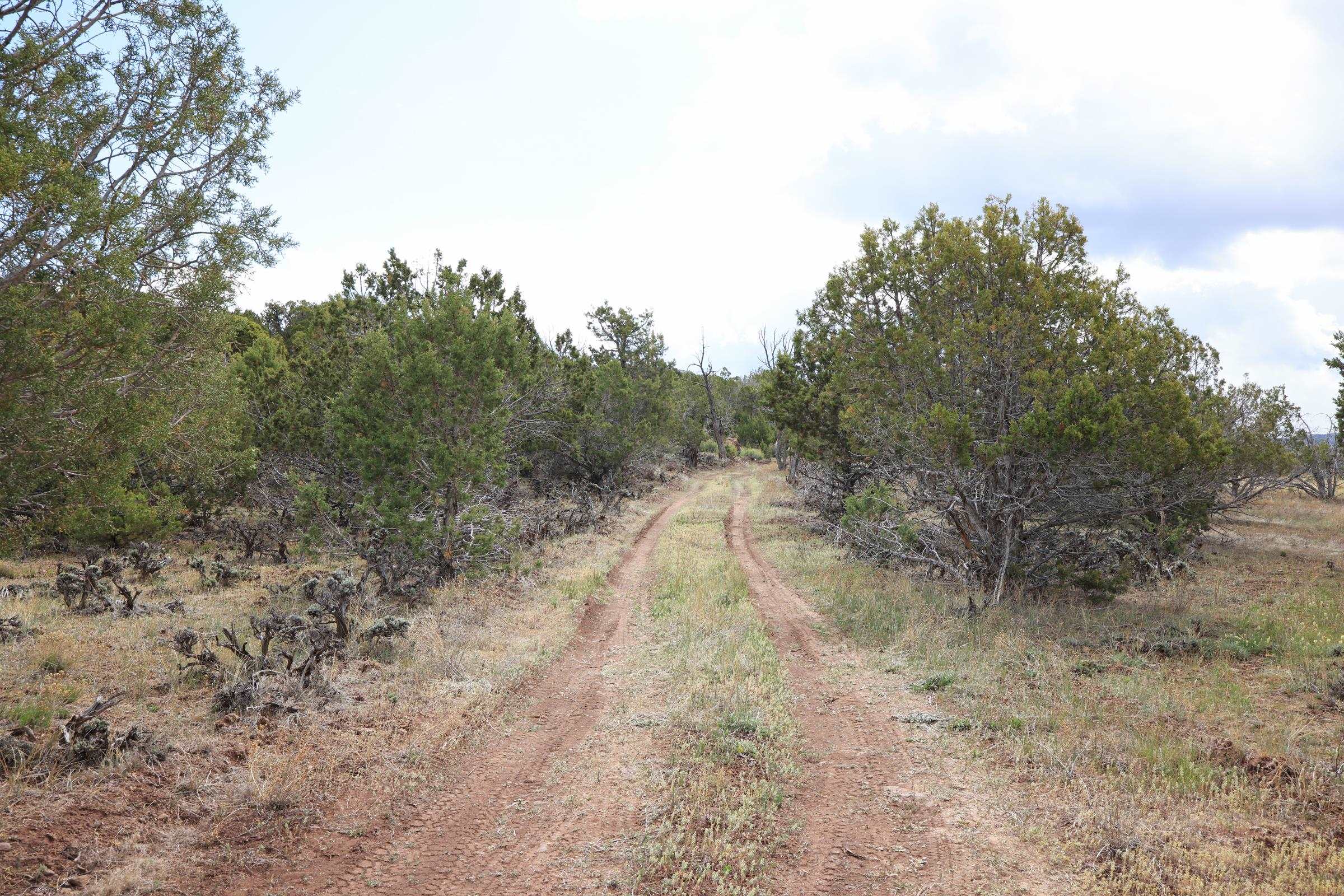 12705 55 Road Collbran, CO 81624 - Photo 15 of 31 a view of a forest with trees in the background