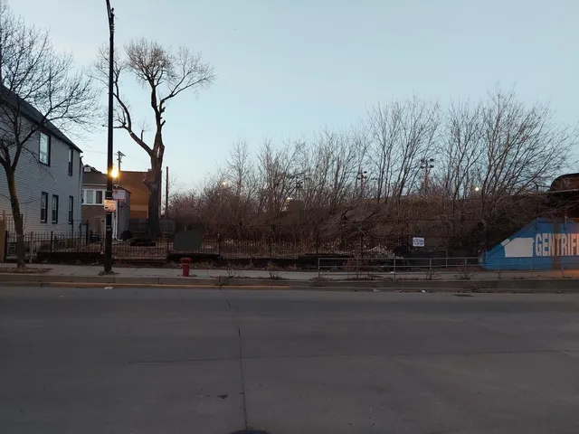 a street view with large trees