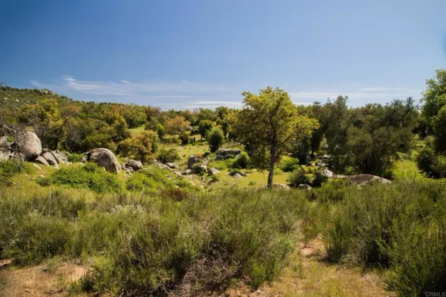 a view of a garden with a tree