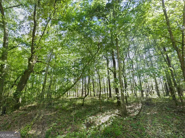 a view of forest
