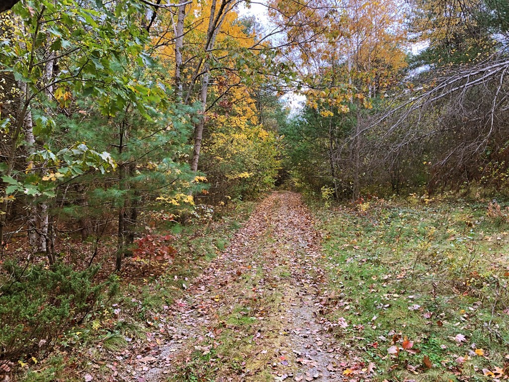 a view of a yard with plants and trees