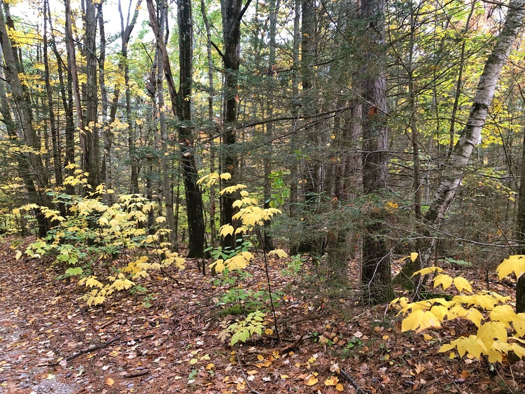 0 Brush Valley Road Warwick, MA 01378 - Photo 5 of 18 Gallery Image 5