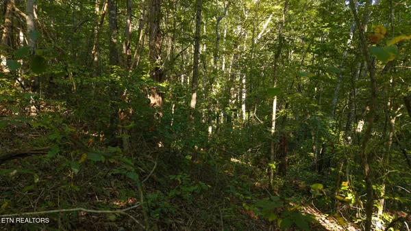 $110,000 | 32.38-ac Panther Creek Road, Sneedville, TN 37869