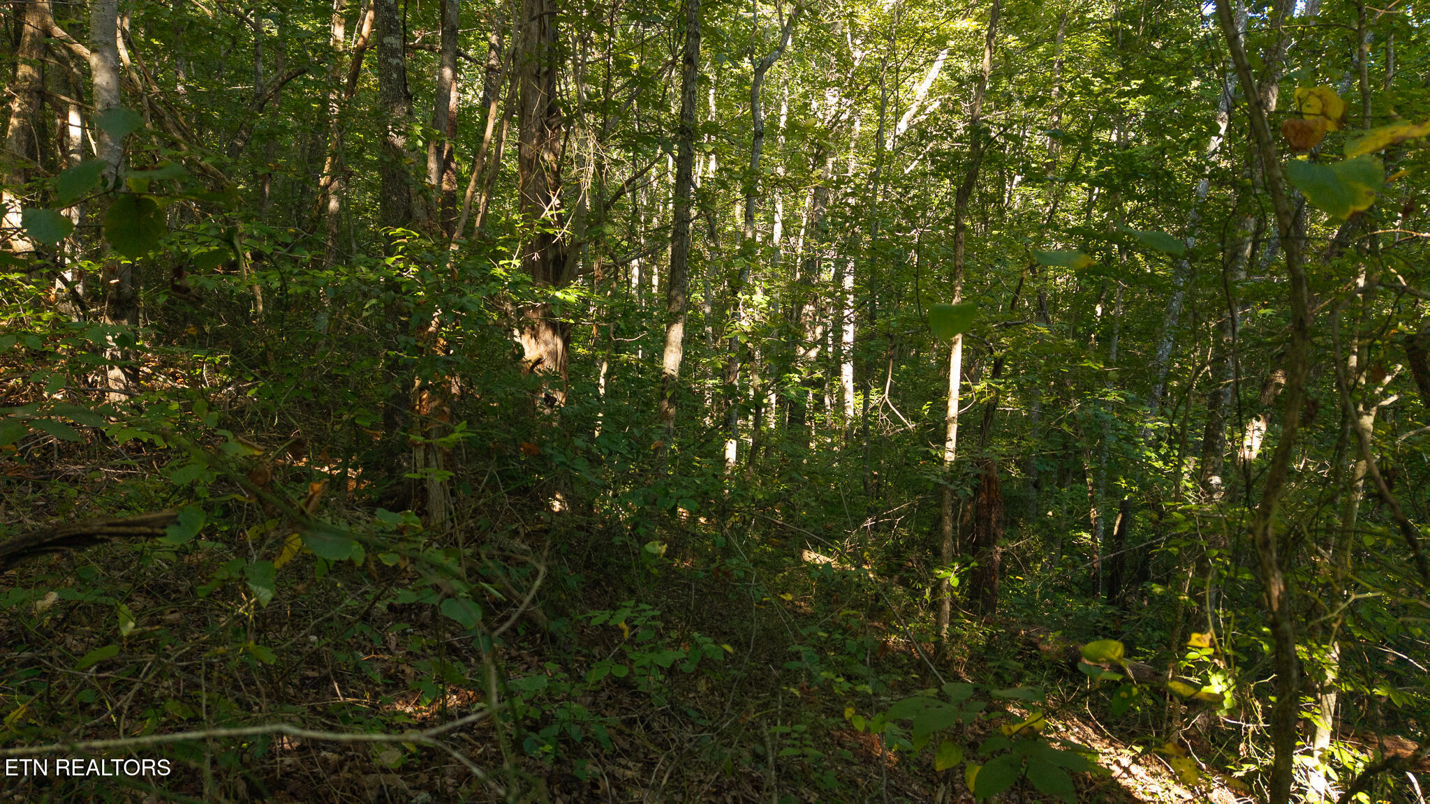 32.38-ac Panther Creek Road Sneedville, TN 37869 - Photo 15 of 28 DJI_20250830174427_0395_D