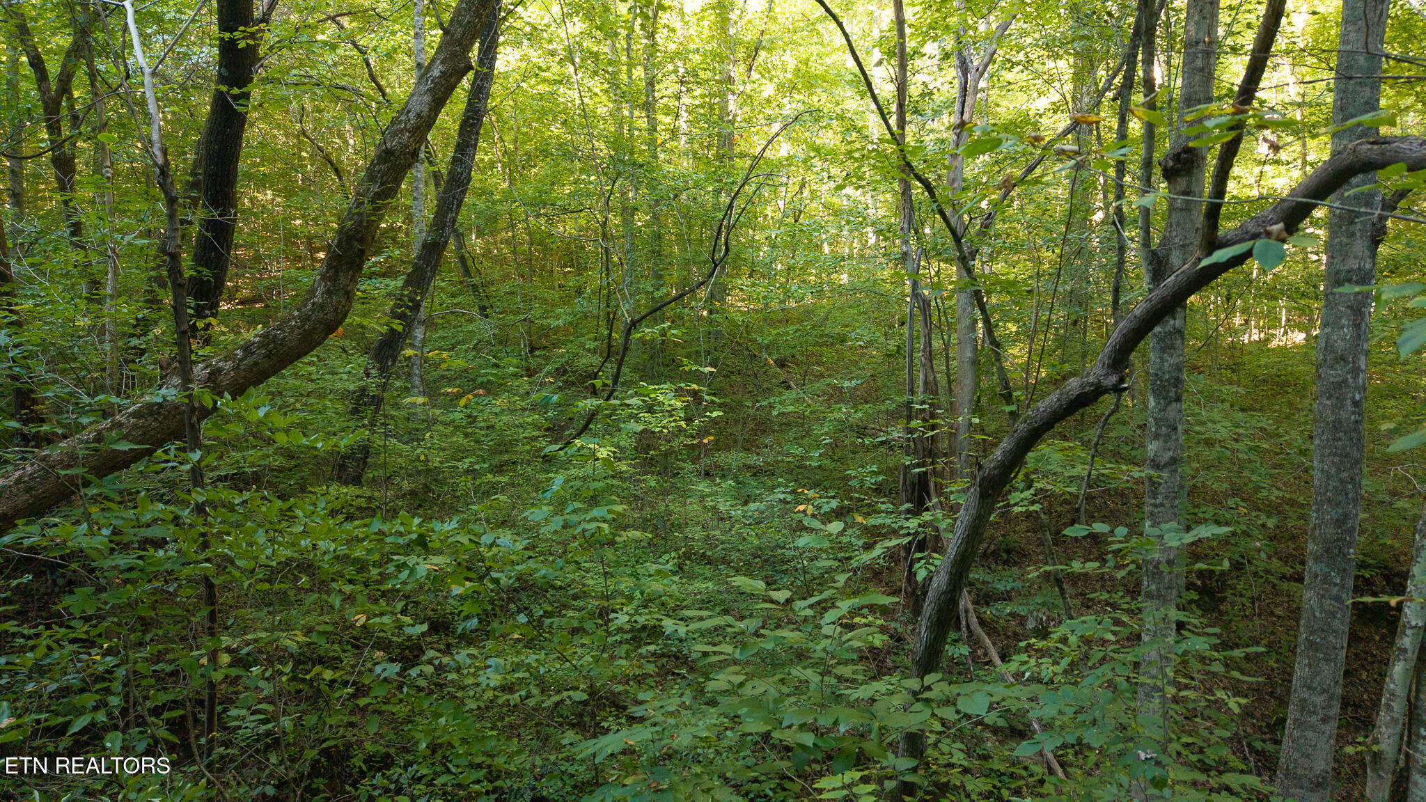 32.38-ac Panther Creek Road Sneedville, TN 37869 - Photo 16 of 28 DJI_20250830175756_0396_D