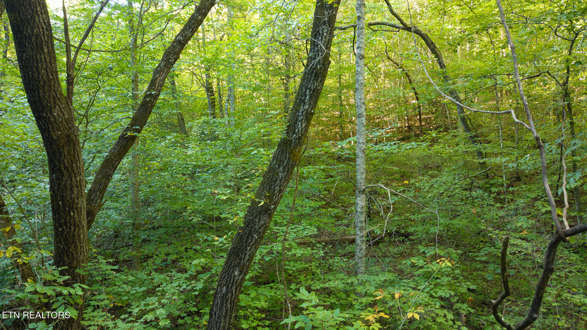 32.38-ac Panther Creek Road Sneedville, TN 37869 - Photo 19 of 28 DJI_20250830175919_0403_D