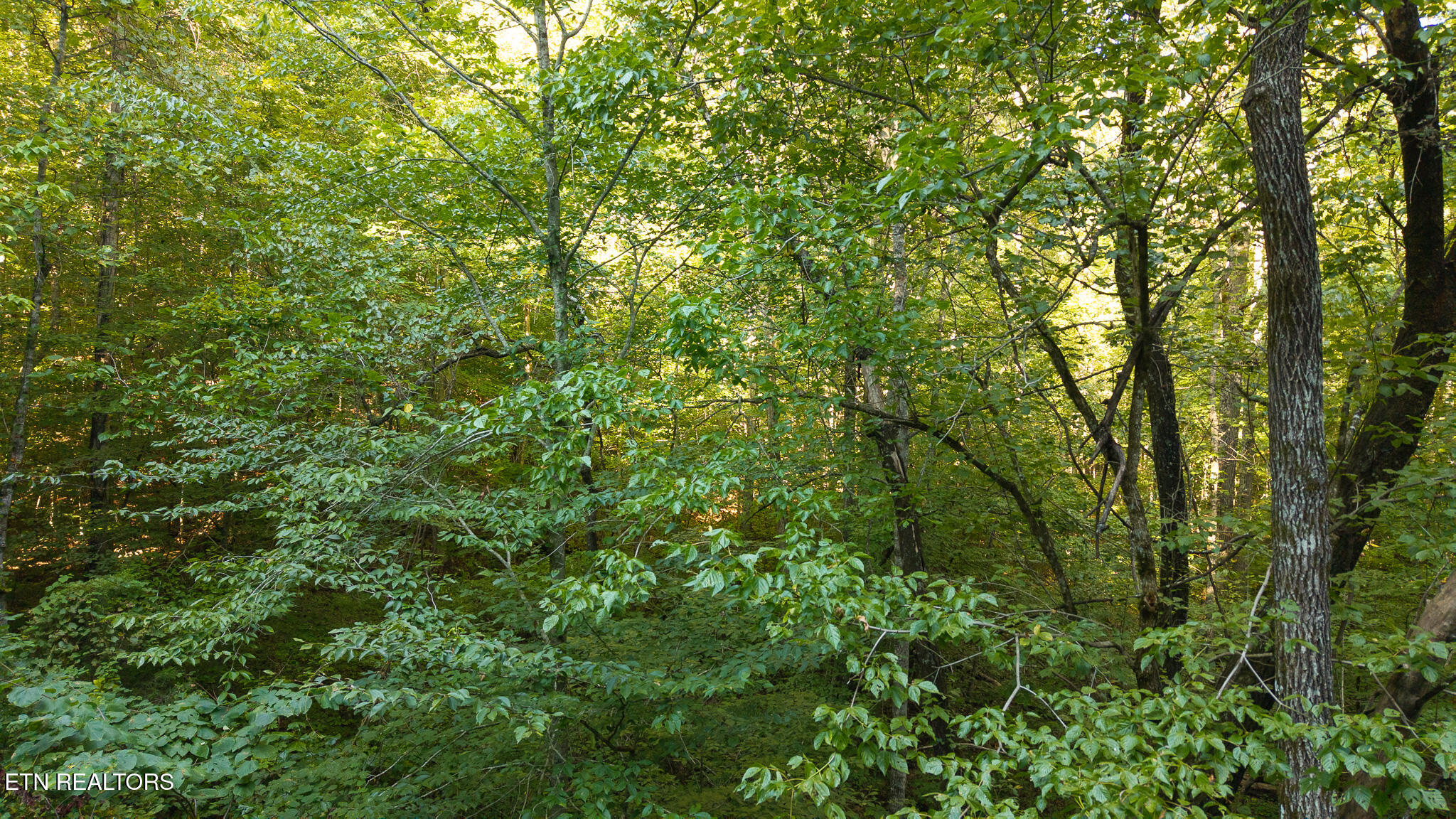 32.38-ac Panther Creek Road Sneedville, TN 37869 - Photo 22 of 28 DJI_20250830180043_0409_D