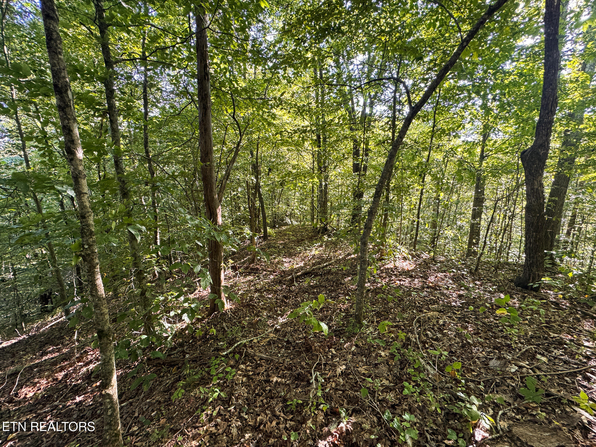 32.38-ac Panther Creek Road Sneedville, TN 37869 - Photo 24 of 28 IMG_0017