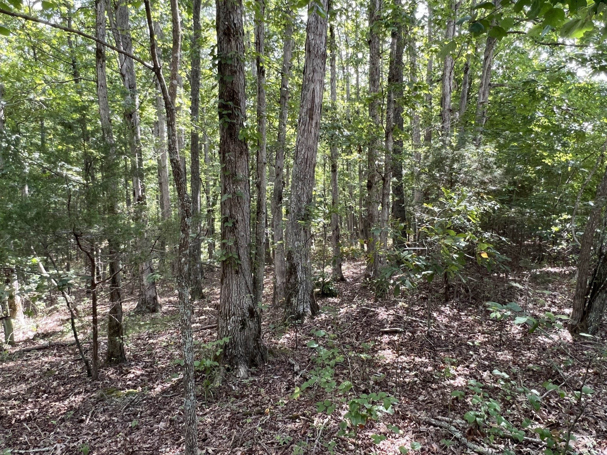 691 Gudger Road Sewanee, TN 37375 - Photo 19 of 21 Gallery Image 19