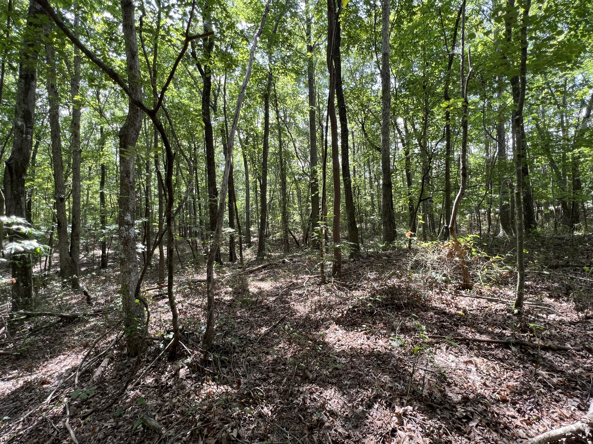 691 Gudger Road Sewanee, TN 37375 - Photo 3 of 21 Gallery Image 3