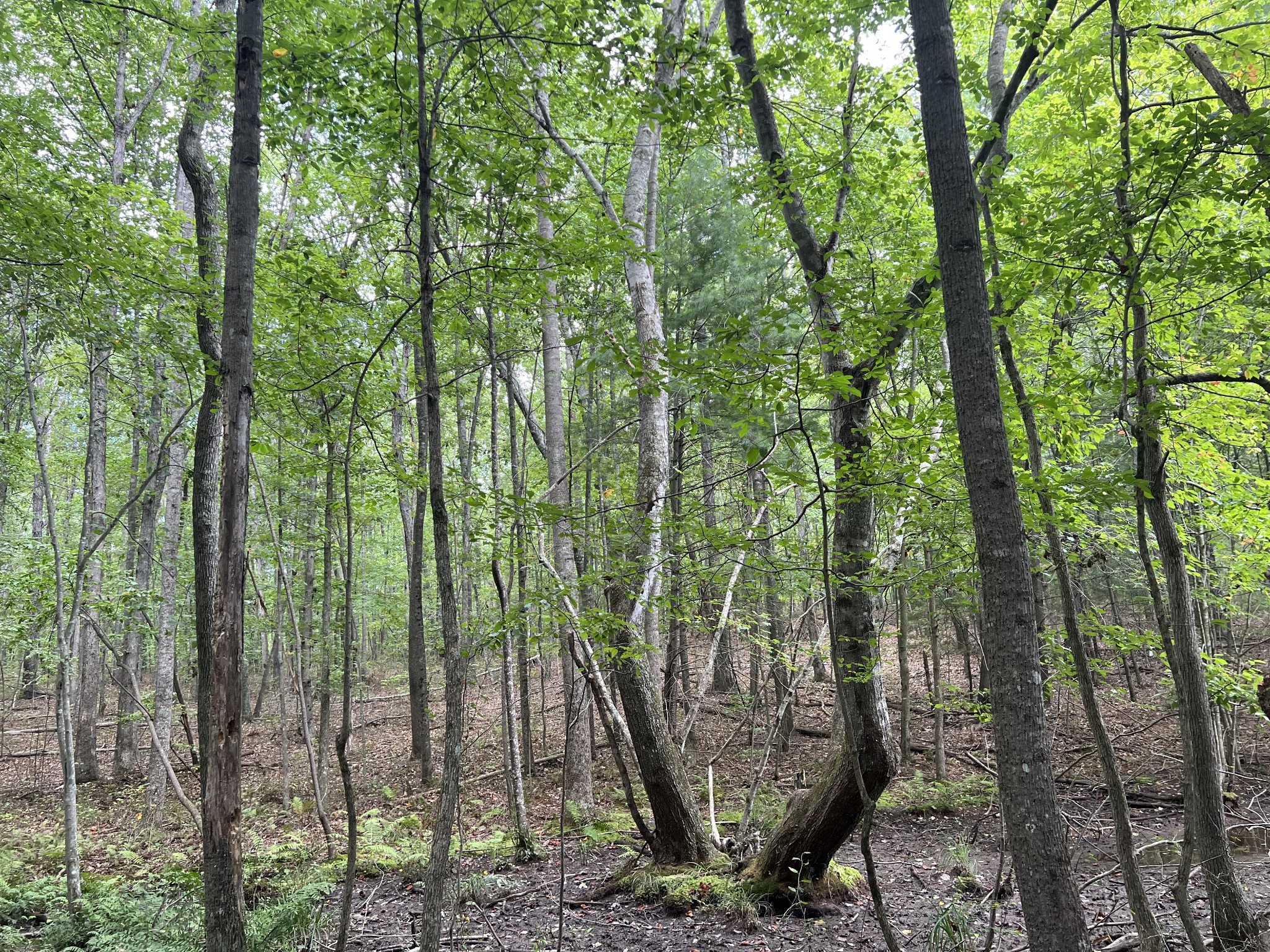 691 Gudger Road Sewanee, TN 37375 - Photo 10 of 21 Gallery Image 10