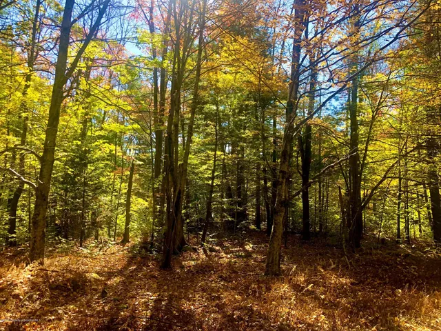 a view of road and trees