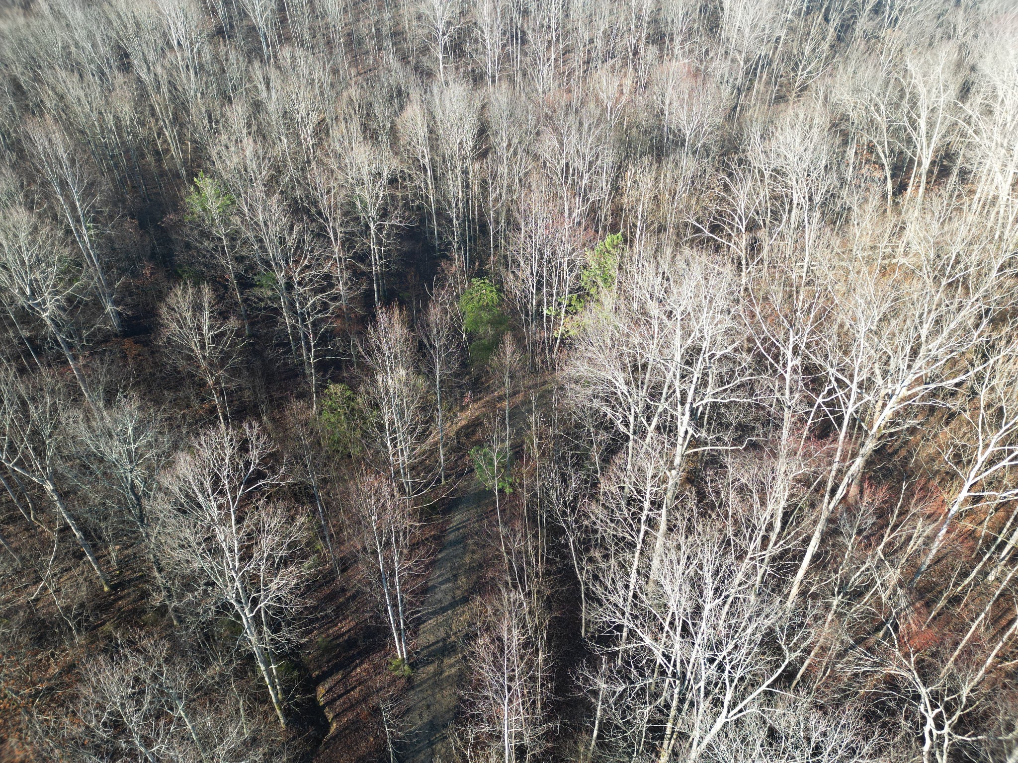 0 Red Fox Run Nunnelly, TN 37137 - Photo 11 of 11 a view of a forest with a tree