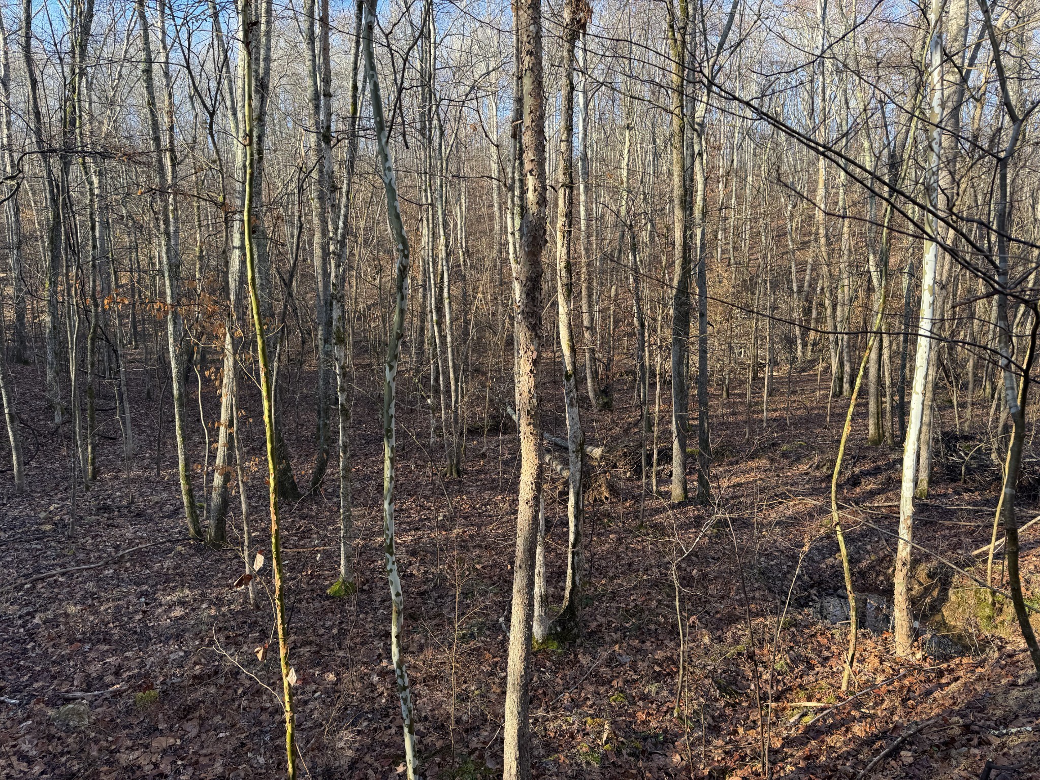 0 Red Fox Run Nunnelly, TN 37137 - Photo 4 of 11 a view of a pathway with a garden