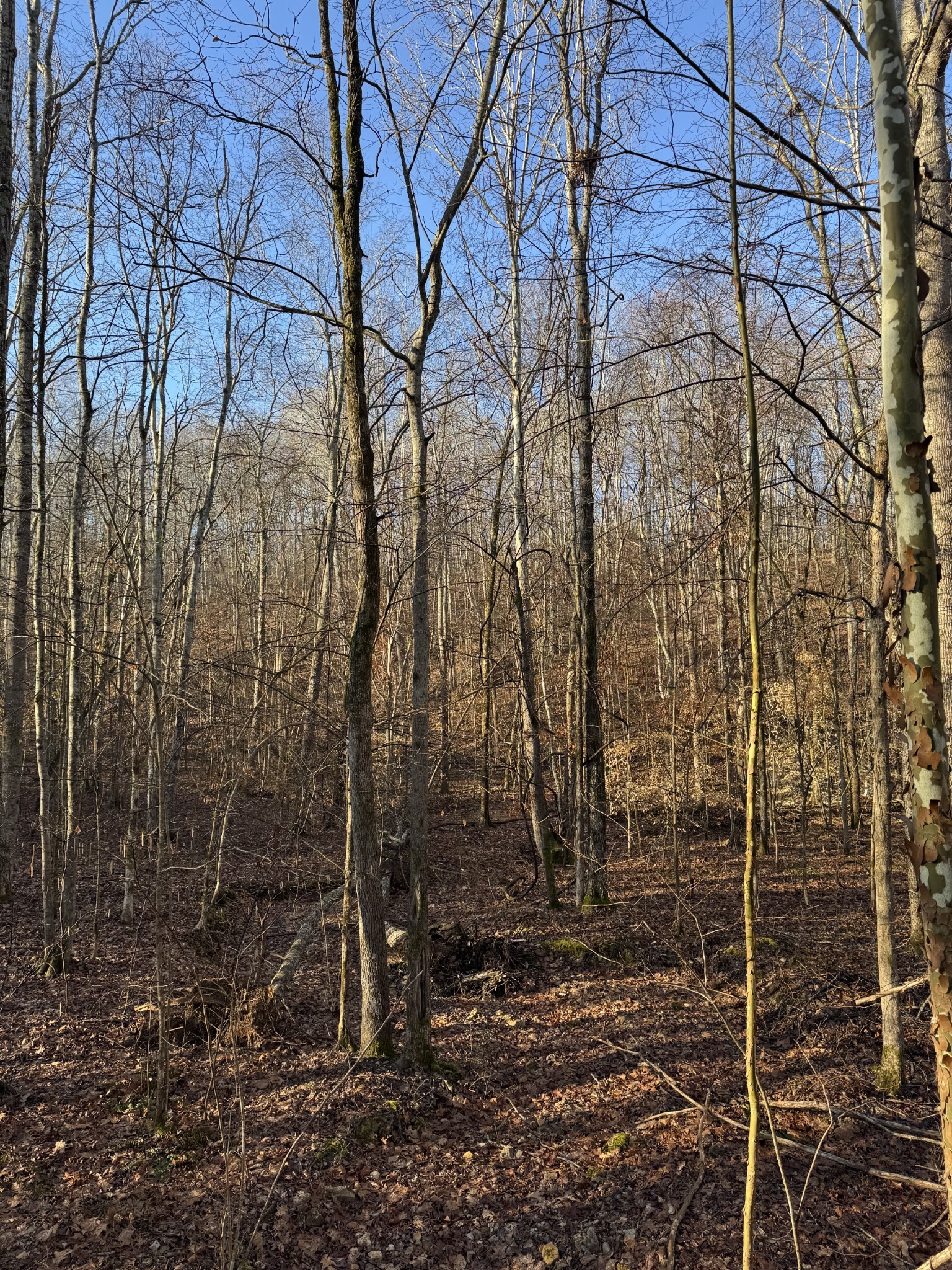 0 Red Fox Run Nunnelly, TN 37137 - Photo 6 of 11 a view of a pathway with a yard