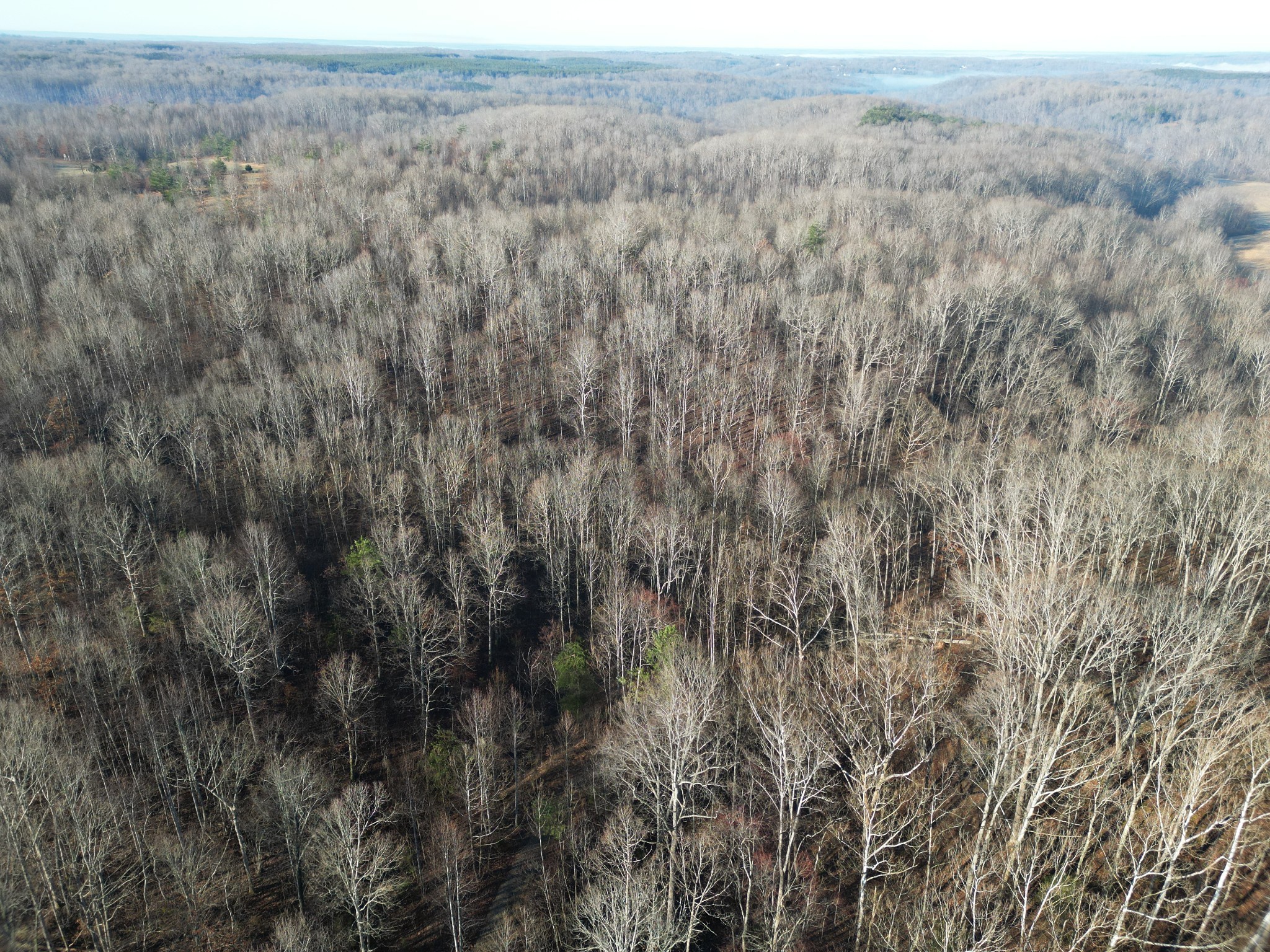 0 Red Fox Run Nunnelly, TN 37137 - Photo 8 of 11 a view of a dry yard with trees
