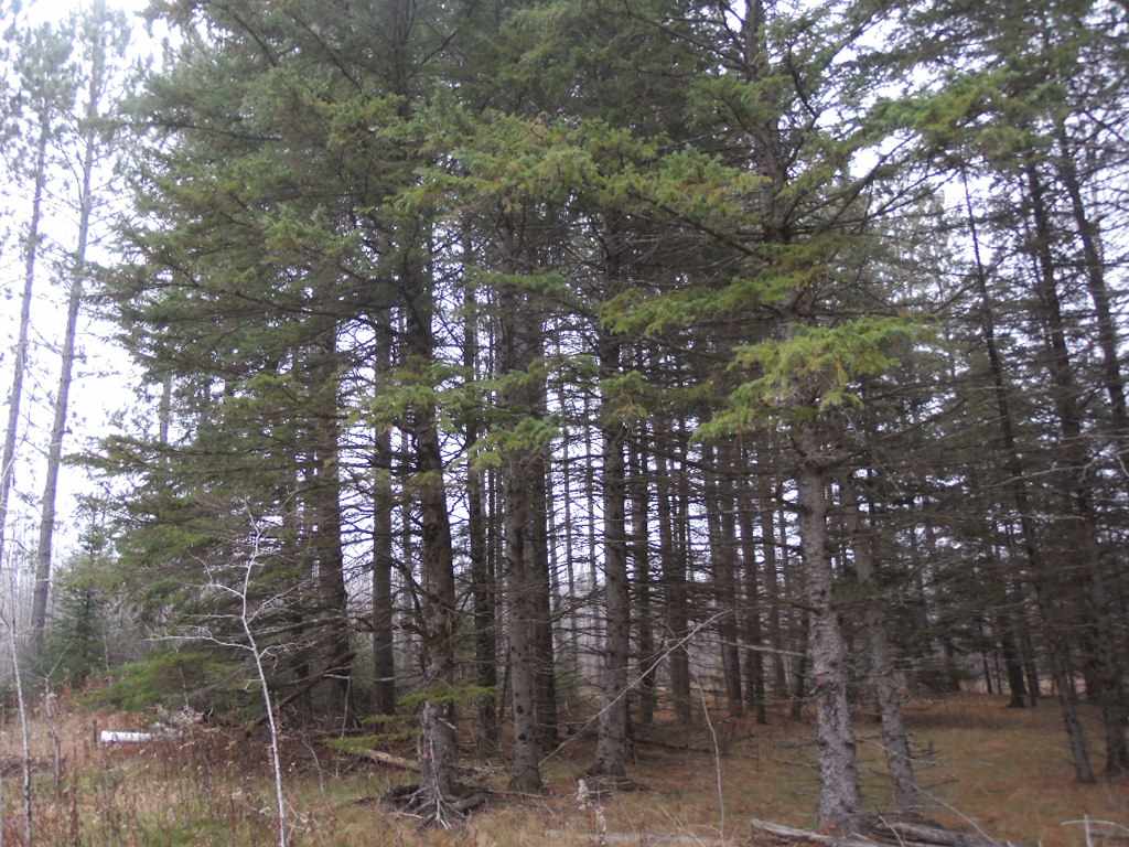 120-acres Cranberry Trail Road Merrill, WI 54452 - Photo 1 of 1
