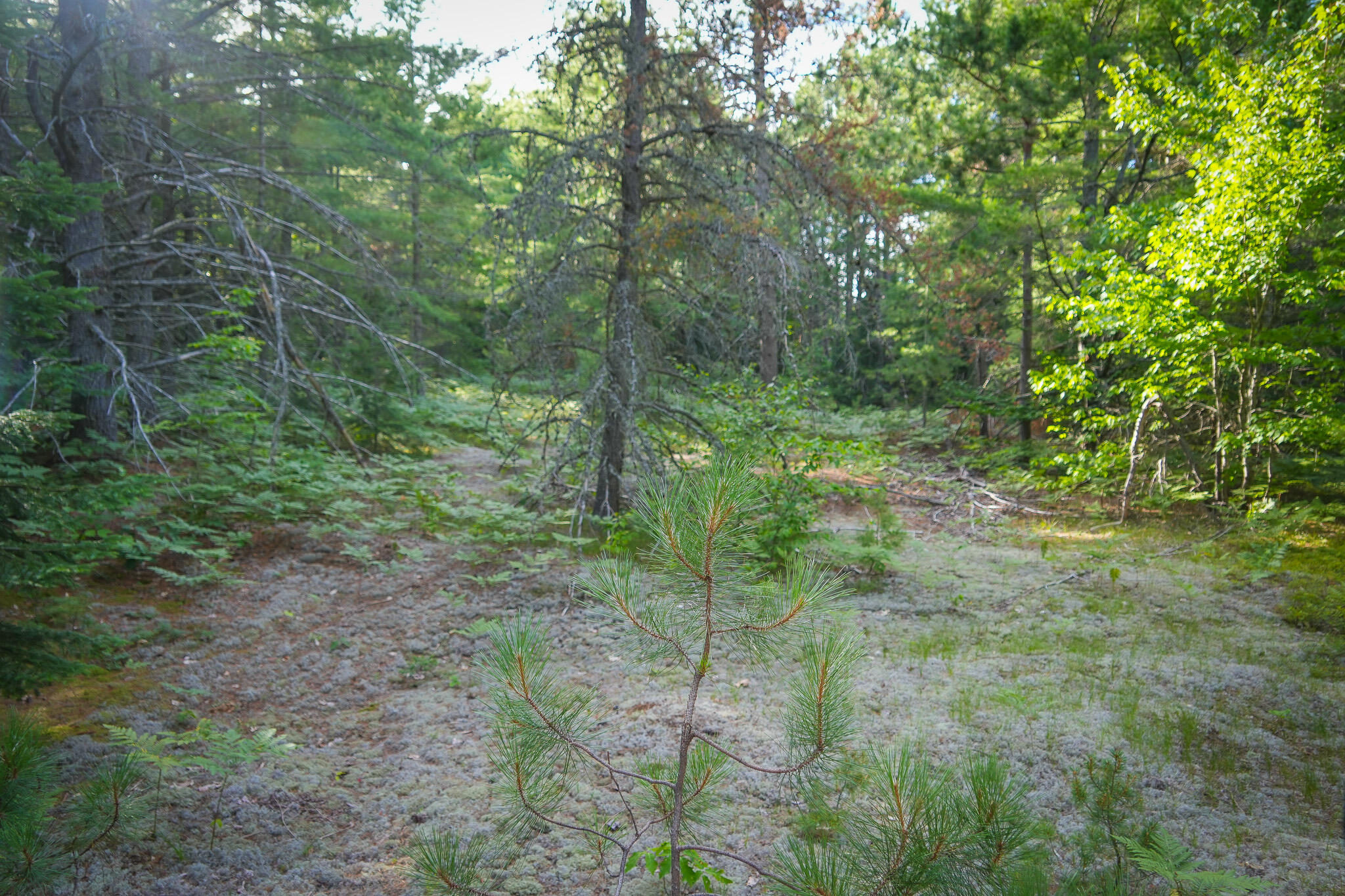 3505 Timber Lost Road Paradise, MI 49768 - Photo 56 of 63 DSC01391