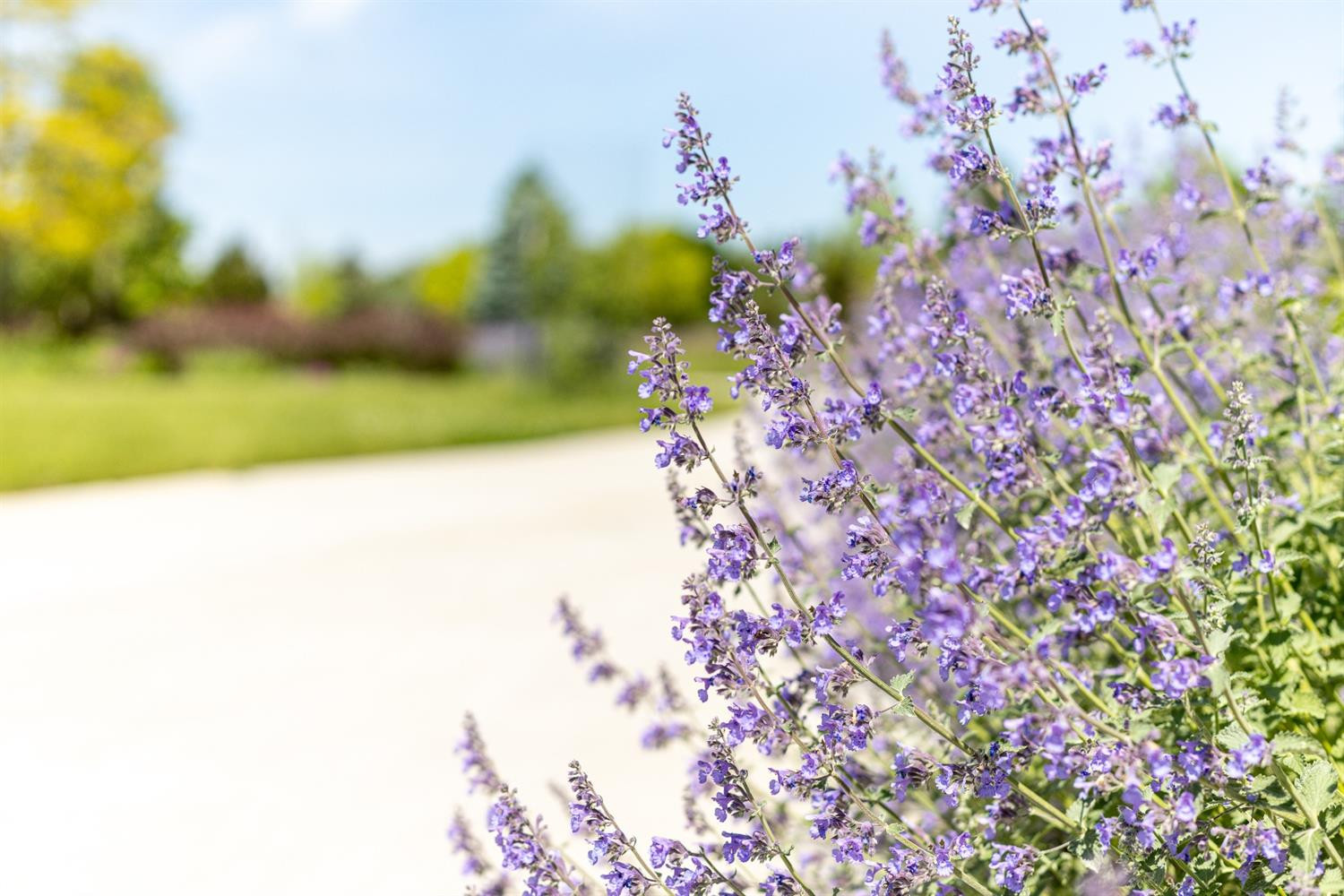 7450 Dell Road Saline, MI 48176 - Photo 73 of 79 Photo 73