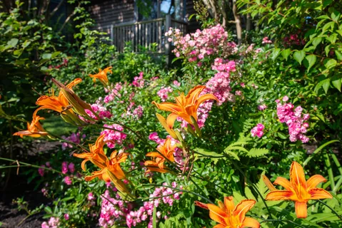 a view of a flower in a garden