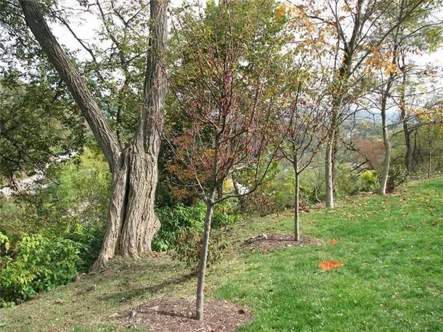 a backyard of a house with lots of trees