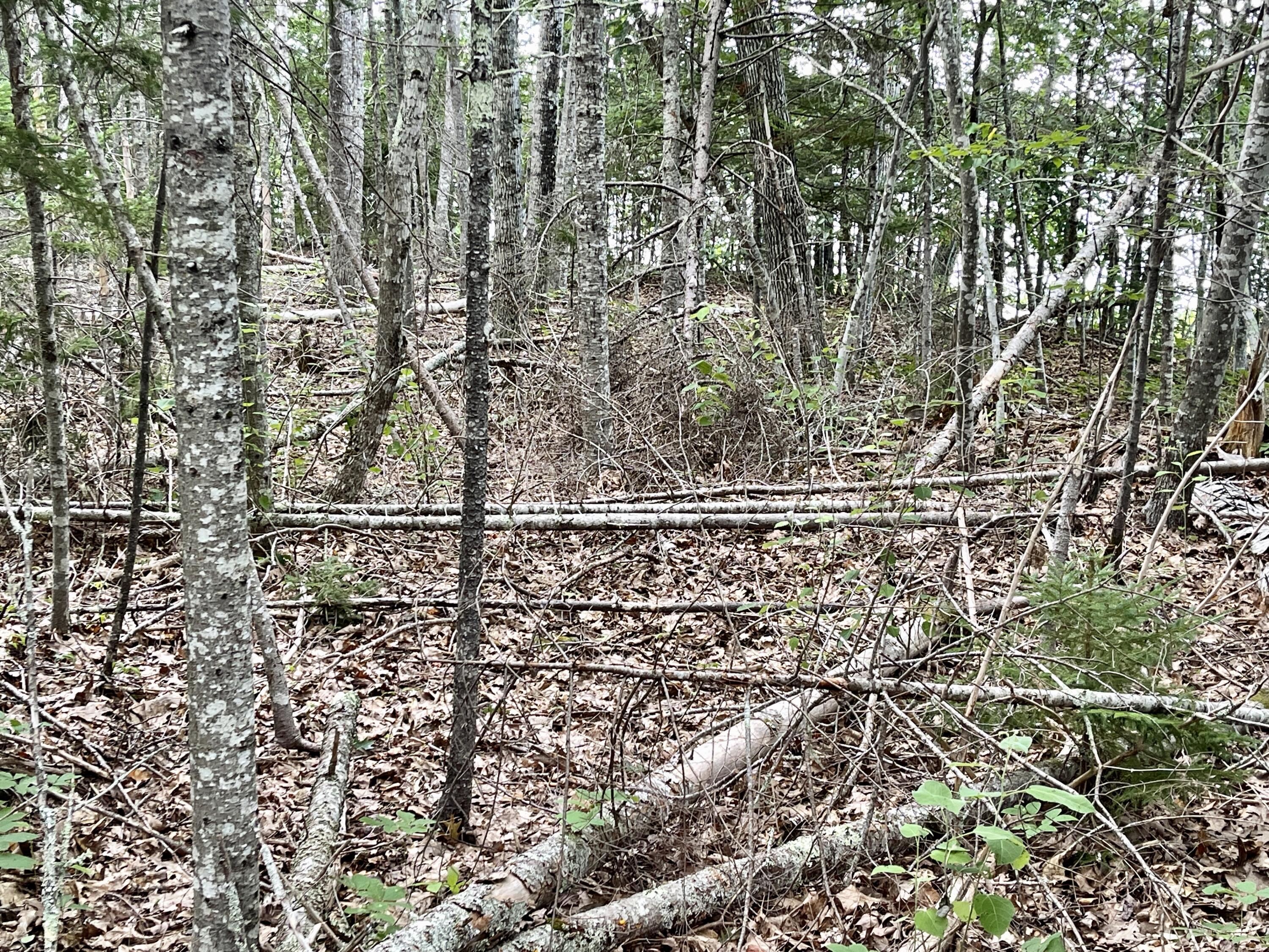 0 Ridge Road Robbinston, ME 04671 - Photo 14 of 35 IMG_7462
