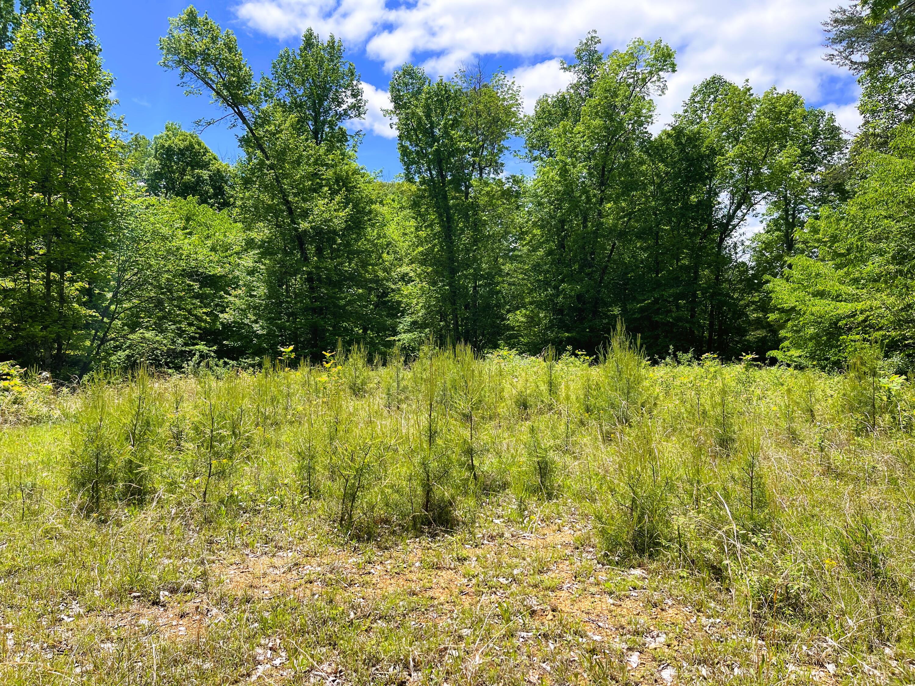 16 Wooldridge Road Jamestown, KY 42629 - Photo 24 of 29 IMG_2179