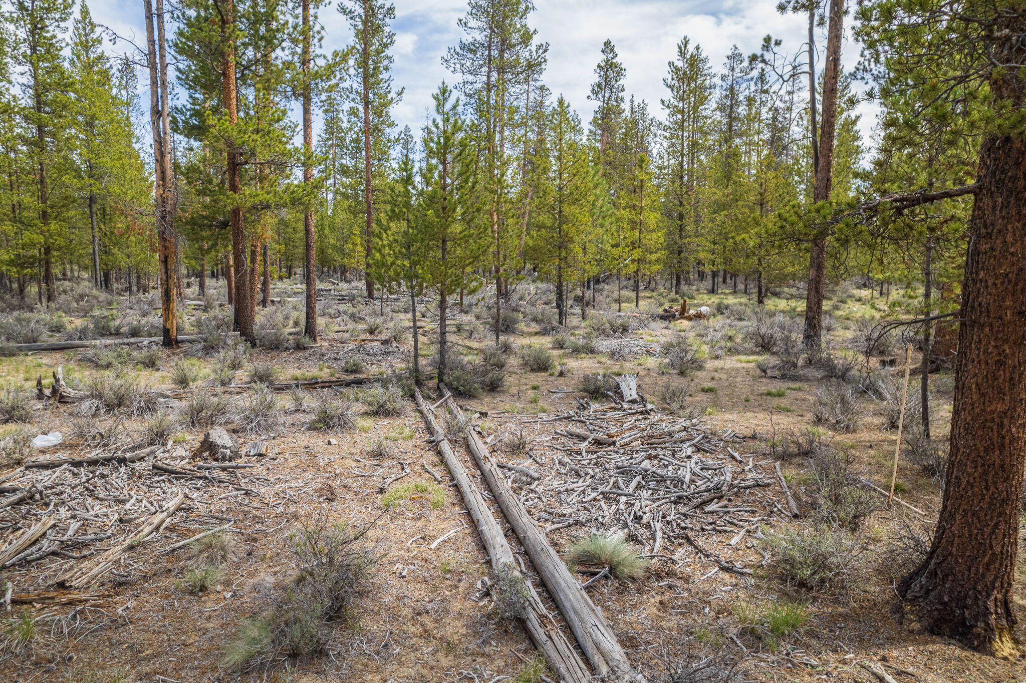 0 Greenwood Road, Unit 39 La Pine, OR 97739 - Photo 9 of 14 a view of a forest with trees