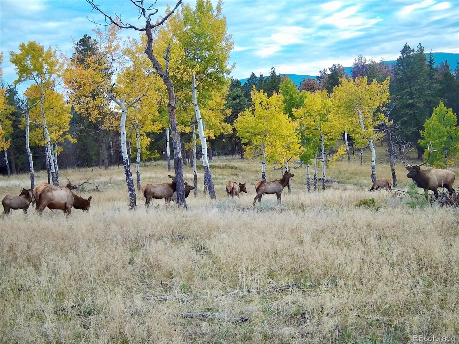 12414 US Highway 285 Conifer, CO 80433 - Photo 47 of 50