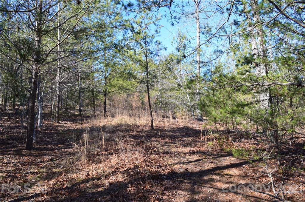 999 Parkway North Rd Mill Spring Mill Spring, NC 28756 - Photo 16 of 33 a view of a forest with trees
