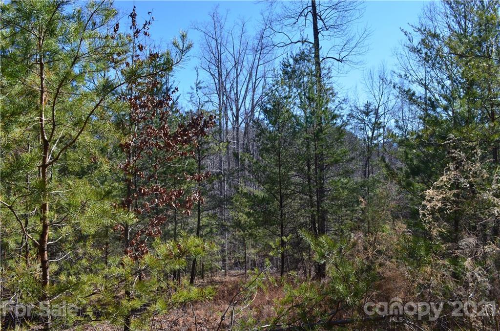 999 Parkway North Rd Mill Spring Mill Spring, NC 28756 - Photo 17 of 33 a view of a forest with lots of trees