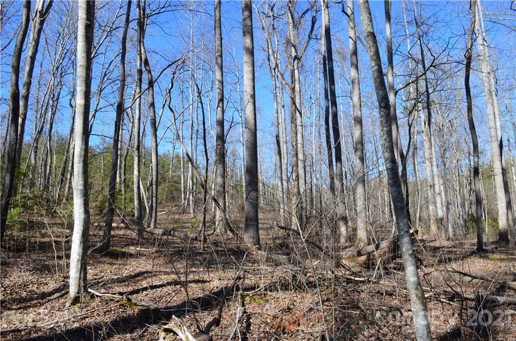 999 Parkway North Rd Mill Spring Mill Spring, NC 28756 - Photo 22 of 33 a view of a backyard with tall trees