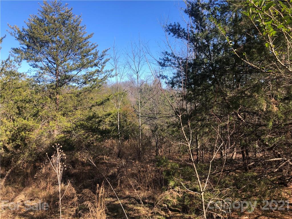 999 Parkway North Rd Mill Spring Mill Spring, NC 28756 - Photo 25 of 33 a view of a forest with a tree