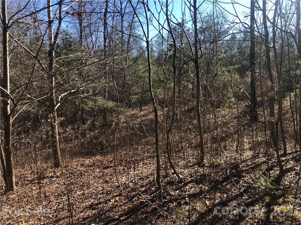 999 Parkway North Rd Mill Spring Mill Spring, NC 28756 - Photo 28 of 33 a view of a forest with lots of trees