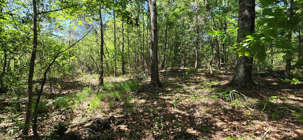 800 Grady Garner Road Slocomb, AL 36375 - Photo 15 of 49