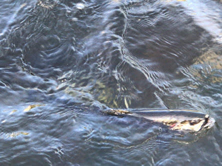 Lot C Lot C Middle Dam Rapids Andover, ME 04216 - Photo 30 of 62 1iKY_KhI4qt7RyAmw-ca7odOuY2oJ8Wi-w444-h3