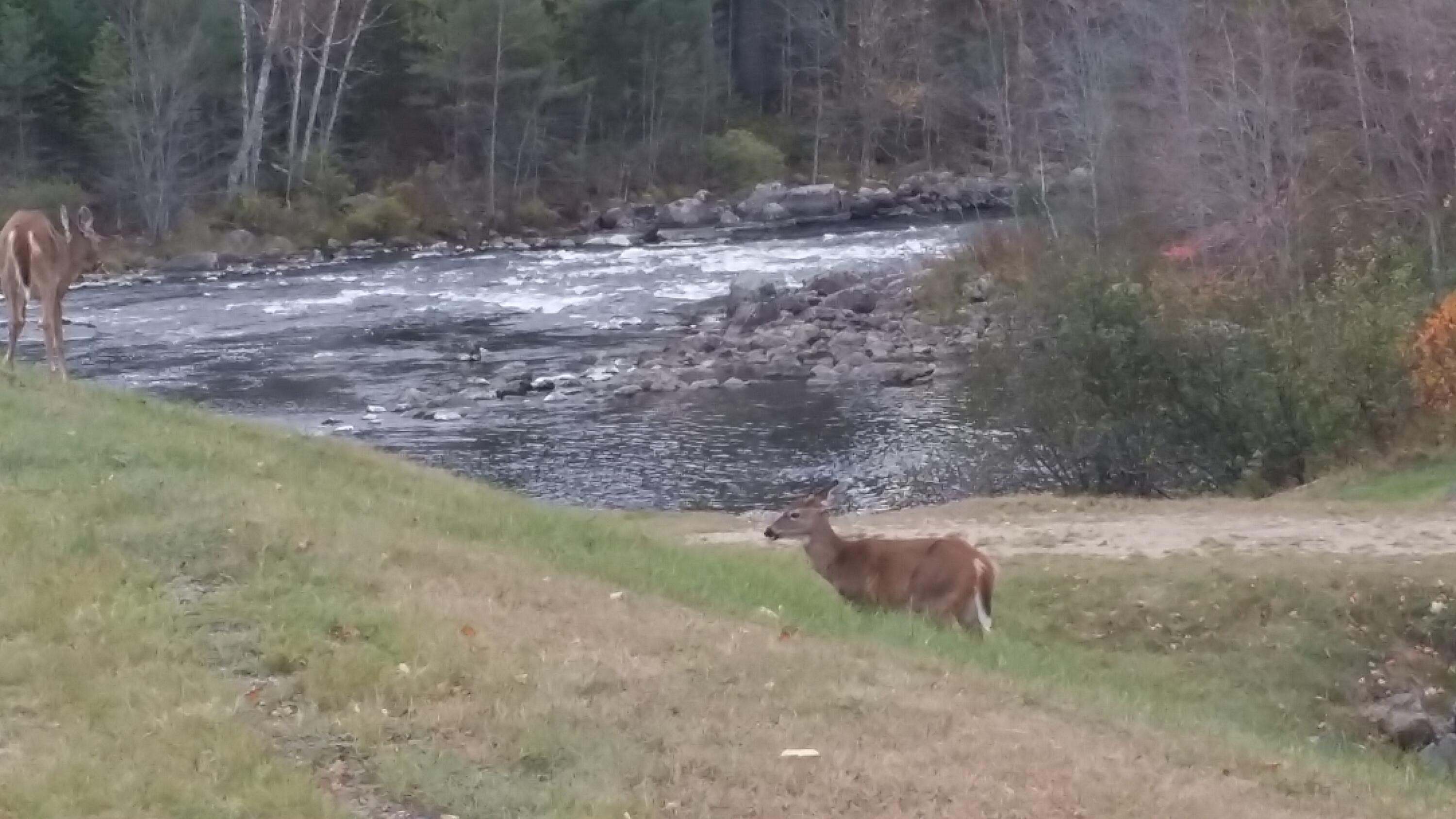 Lot C Lot C Middle Dam Rapids Andover, ME 04216 - Photo 31 of 62 359