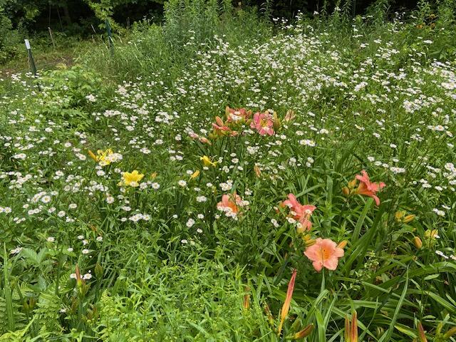 262 Mitchell Brook Road Temple, ME 04984 - Photo 34 of 65 mature flower beds