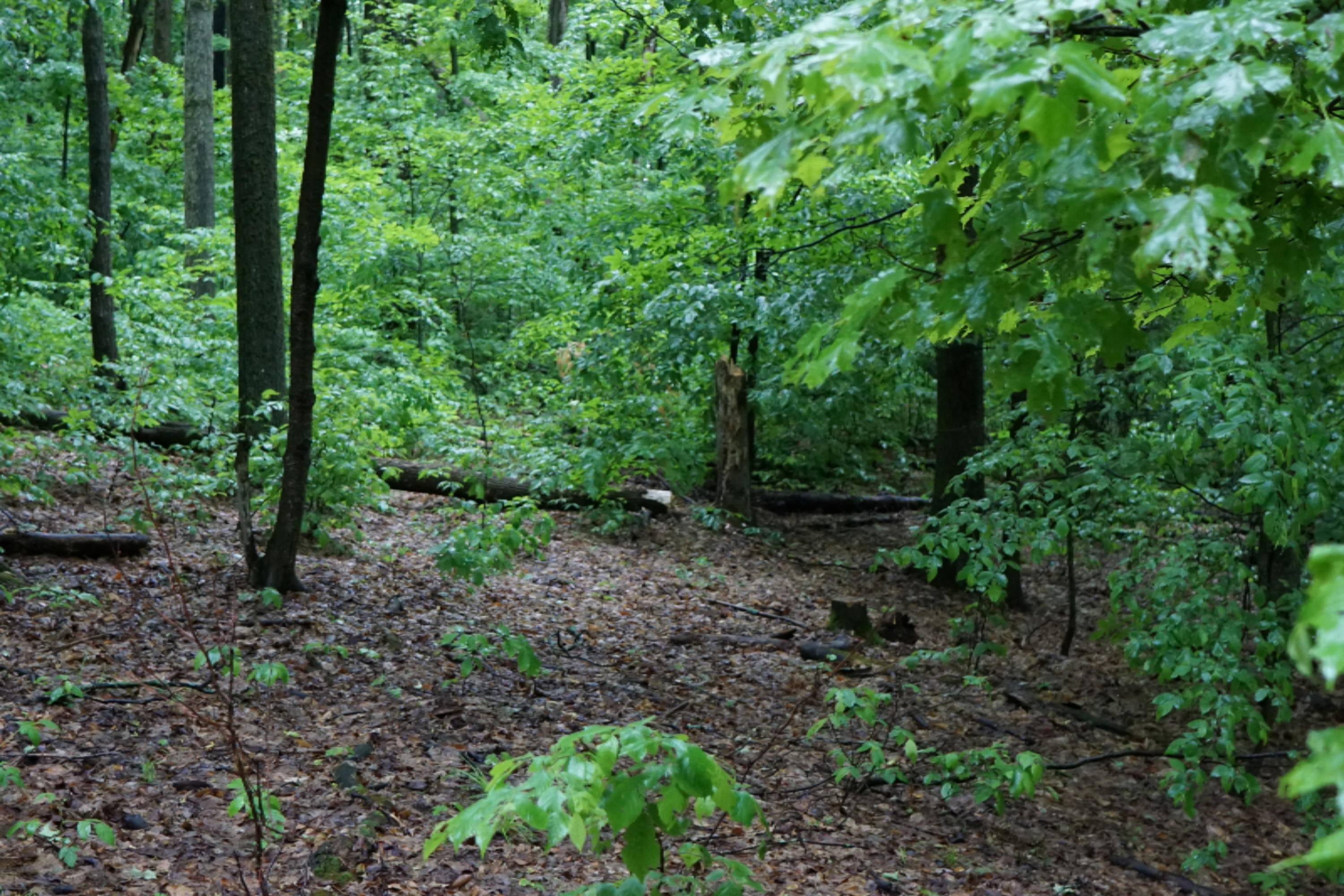 2960 South 13 Road Harrietta, MI 49638 - Photo 20 of 69 DSC01035