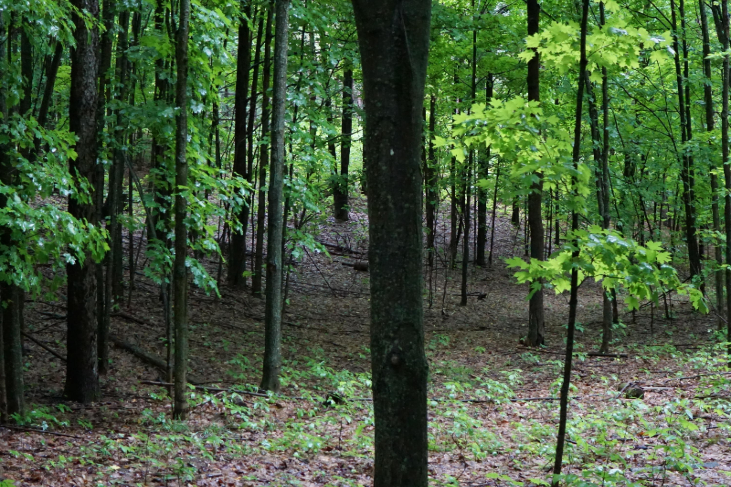 2960 South 13 Road Harrietta, MI 49638 - Photo 60 of 69 DSC01027